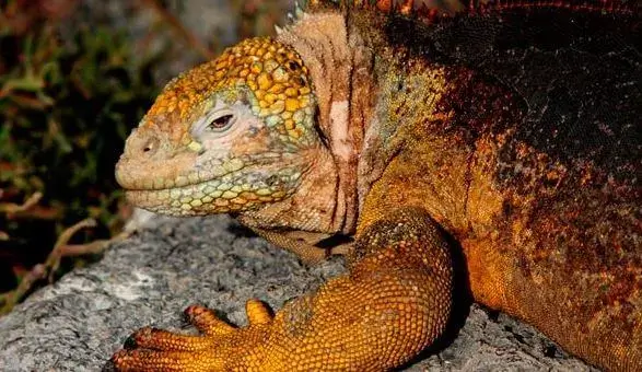 Iguanas terrestres - Especies endémicas de Galápagos