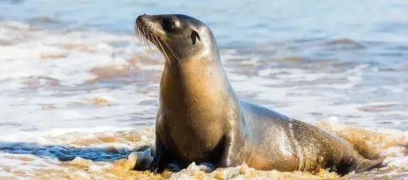 Leones marinos - Especies Endémicas de Galápagos