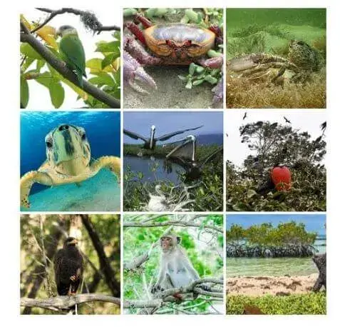 Los Manglares del Ecuador Nombres - biodiversidad