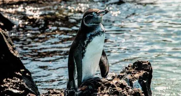 Pingüinos de Galápagos.