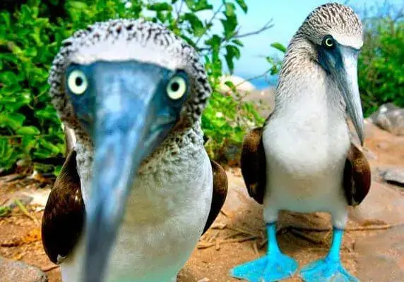 Piqueros de patas azules - Especies endémicas de Galápagos