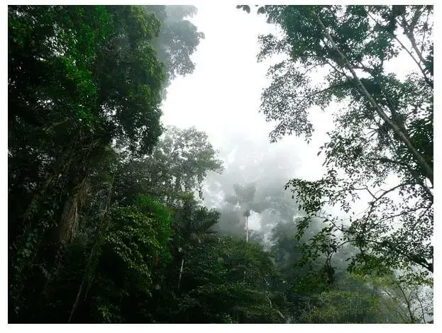 Pisos climáticos presentes en el Ecuador - Cálido