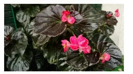 Plantas Ornamentales del Ecuador - Begonias
