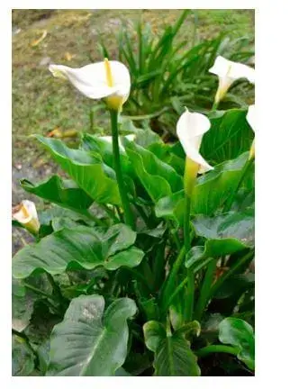 Plantas Ornamentales del Ecuador - Cartuchos