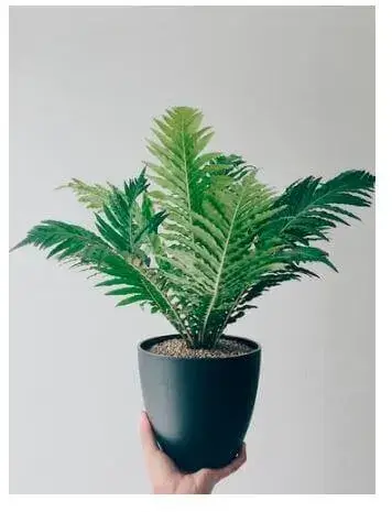 Plantas Ornamentales del Ecuador - Helecho palma