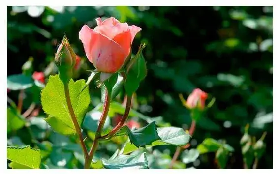 Plantas Ornamentales del Ecuador - Rosas, mini rosas