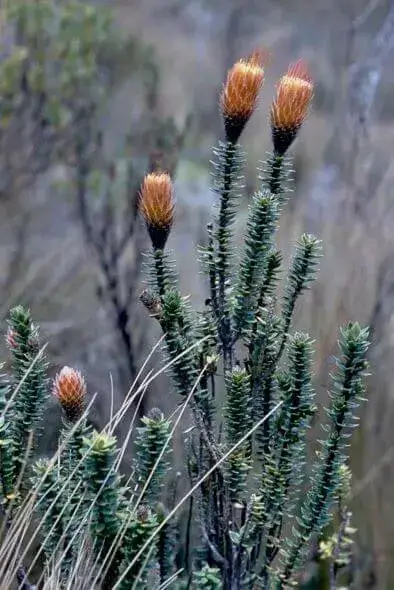Plantas en Peligro de Extinción en Ecuador - Cotopaxia asplundii.
