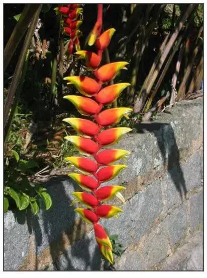 Plantas en Peligro de Extinción en Ecuador - Heliconia.