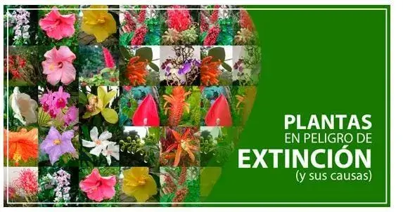 Plantas en Peligro de Extinción en Ecuador (causas)