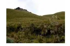Principales Ecosistemas del Ecuador - Arbustal húmedo montano.