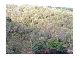 Principales Ecosistemas del Ecuador - Bosque deciduo de la costa.