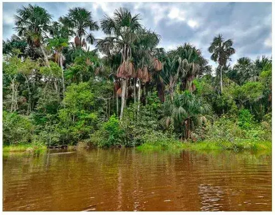 Principales Ecosistemas del Ecuador - Bosque inundable de palmeras.