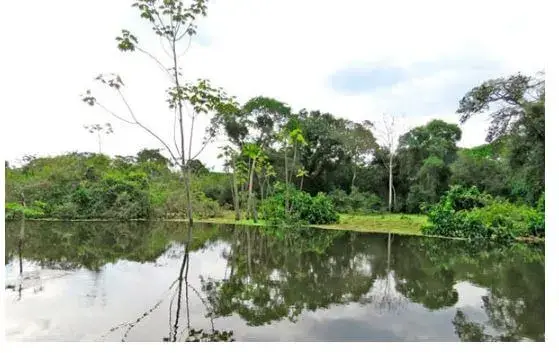 Principales Ecosistemas del Ecuador - Bosque inundable siempreverde de la Amazonía.