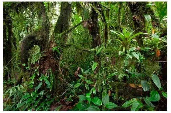 Principales Ecosistemas del Ecuador - Bosque piemontano de la costa.