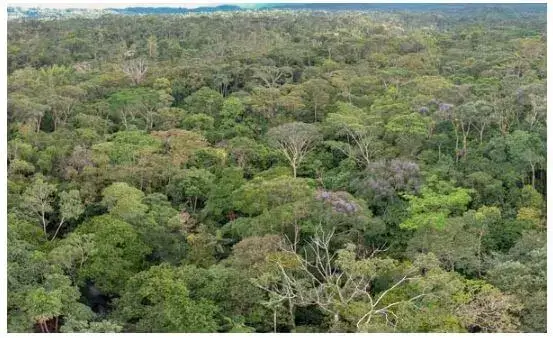 Principales Ecosistemas del Ecuador - Bosque siempreverde montano bajo.