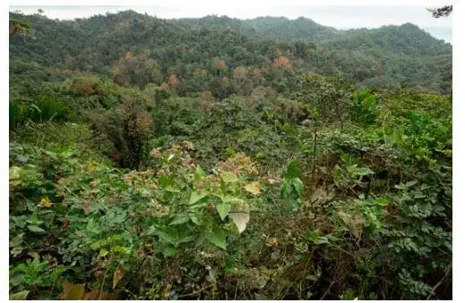 Principales Ecosistemas del Ecuador - Bosque siempreverde montano del norte y centro.