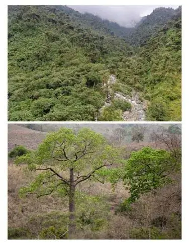 Principales Ecosistemas del Ecuador - Bosque siempreverde.