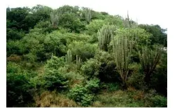 Principales Ecosistemas del Ecuador - Matorral montano xerófilo.