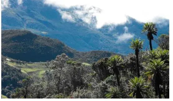 Principales Ecosistemas del Ecuador - Páramo rosetal.