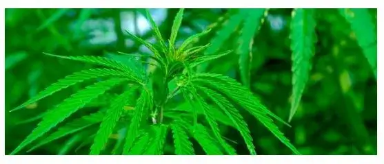 Temas de Debate (para jóvenes) - Legalización del Cannabis