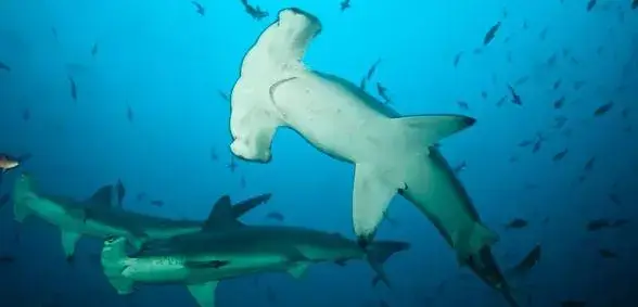 Tiburones martillo de Galápagos