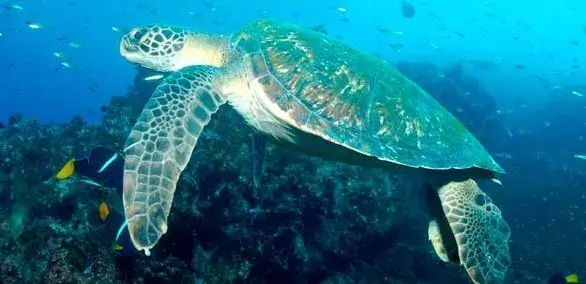 Tortuga marina verde - Especies Endémicas de Galápagos