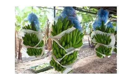 Productos que se Cultivan en la Costa de Ecuador