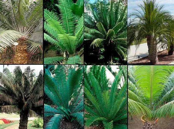 clasificación de las plantas