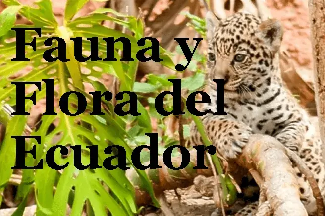fauna y flora del ecuador
