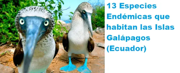 especies de las islas galápagos