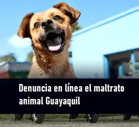 denuncia maltrato animal guayaquil