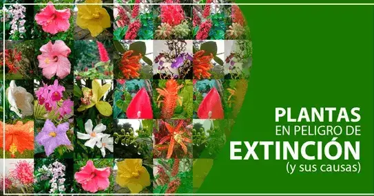 plantas en peligro de extinción