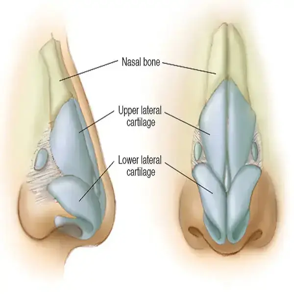 ubicacion cartilago