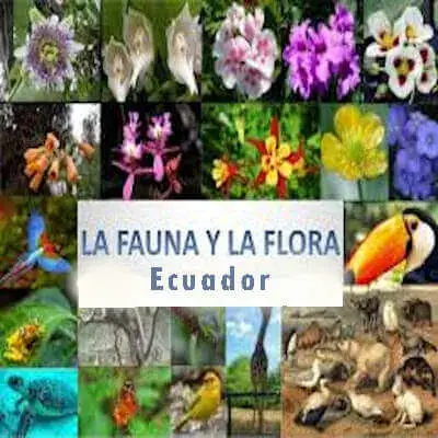 flora fauna diversidad ecuador