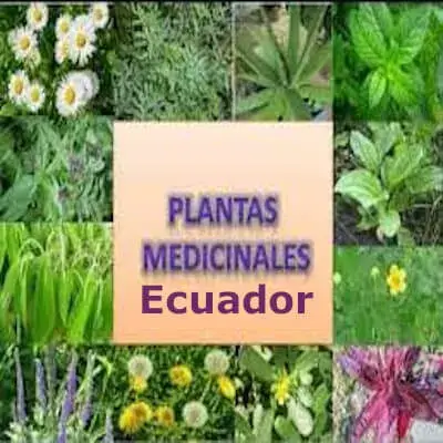 lista-plantas-medicinales-ecuador