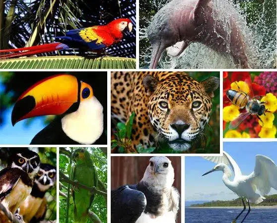 Región Amazónica del Ecuador – Flora, fauna, y más 2023