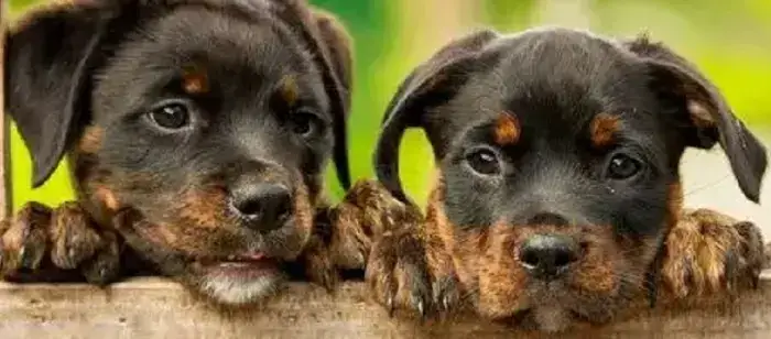 Cachorros Adopción Quito: 9 lugares para adoptar perros