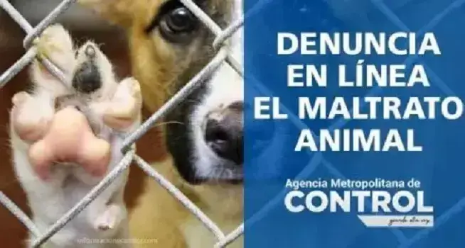 cómo denunciar maltrato animal en Quito