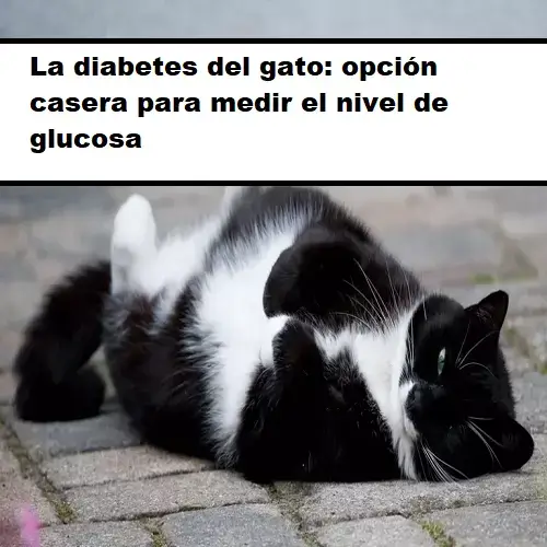 diabetes del gato
