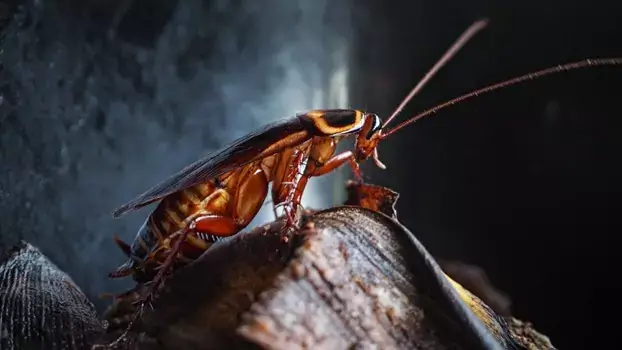por qué las cucarachas salen de noche y se esconden de día