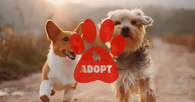 adopta un perro gracias a estas apps gratuitas