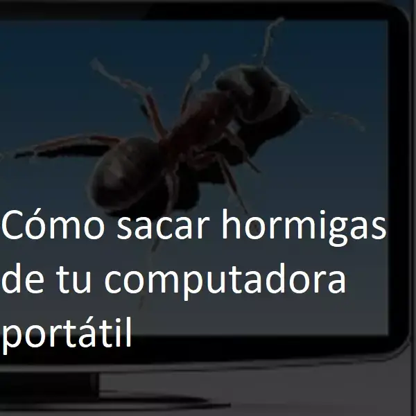 cómo sacar hormigas de tu computadora