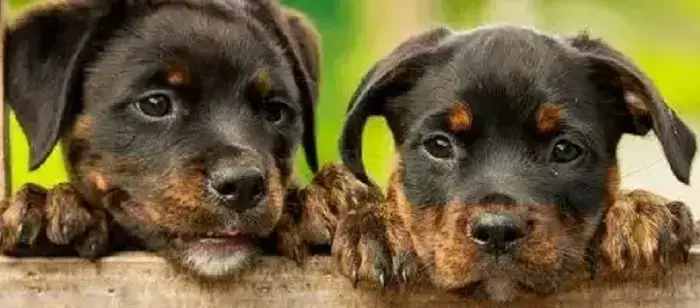 Cachorros Adopción Quito: 9 lugares para adoptar perros