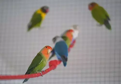 qué especies de pájaros se llevan bien y pueden convivir