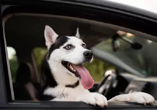 conoce cómo llevar mascotas en tu auto