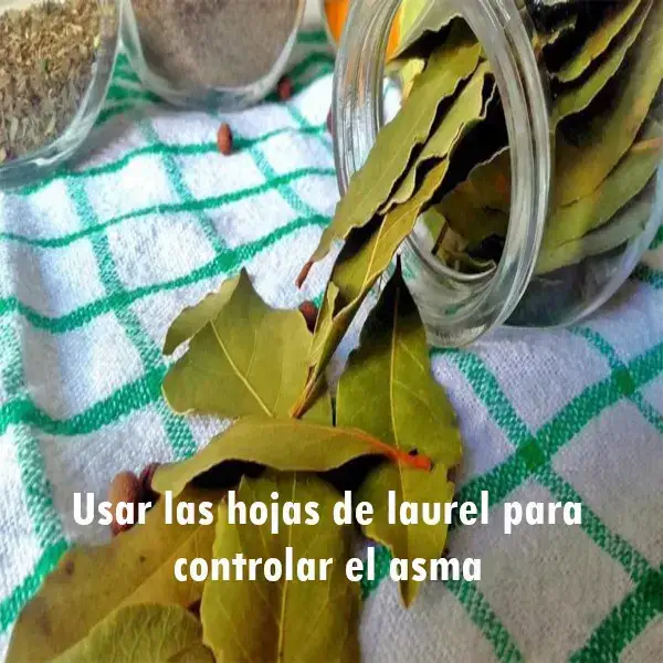 Usar las hojas de laurel para controlar el asma