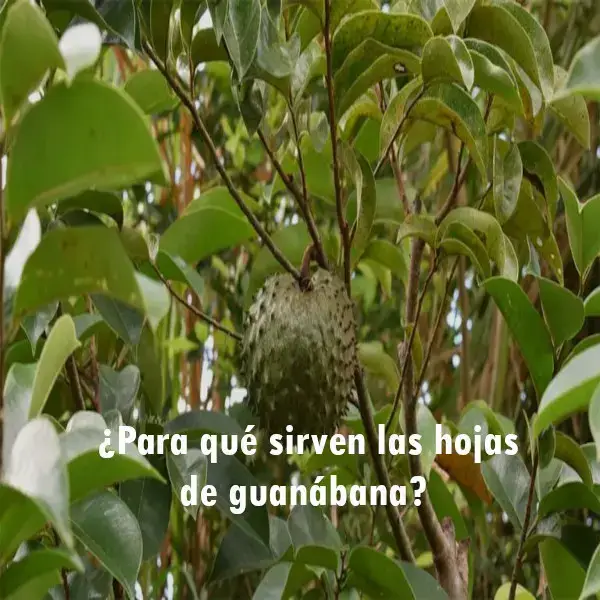 ¿Para qué sirven las hojas de guanábana?